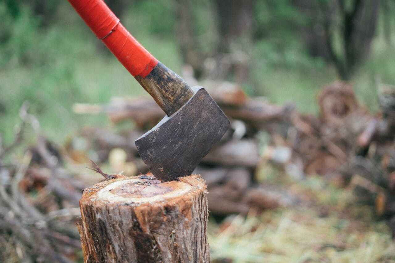 Dead Tree Removal in Grand Haven, MI